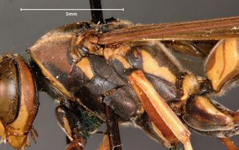 Media type: image;   Entomology 525 Aspect: thorax lateral